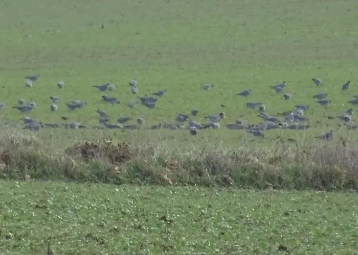 La Saubolle A * Marciac