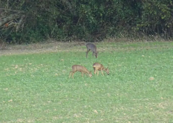 בית נופש La Saubolle A מרסיאק
